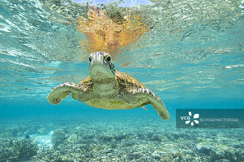 海龟在海里游泳，艾略特夫人岛，大堡礁，昆士兰，澳大利亚图片素材