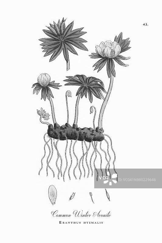 普通冬季附子，Eranthus hyemalis，维多利亚植物学插图，1863年图片素材