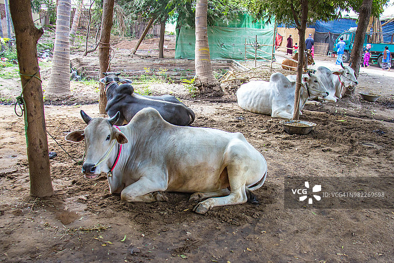 缅甸蒲甘市场上的牛挂在树上。图片素材