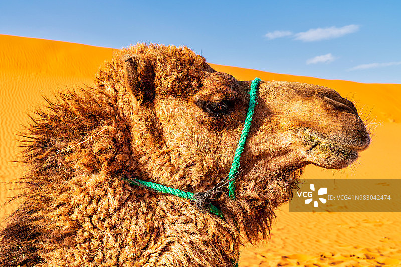 撒哈拉沙漠中的骆驼-摩洛哥图片素材