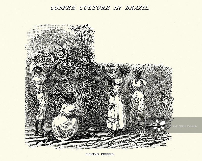 19世纪，巴西南部的咖啡种植园正在收获咖啡图片素材