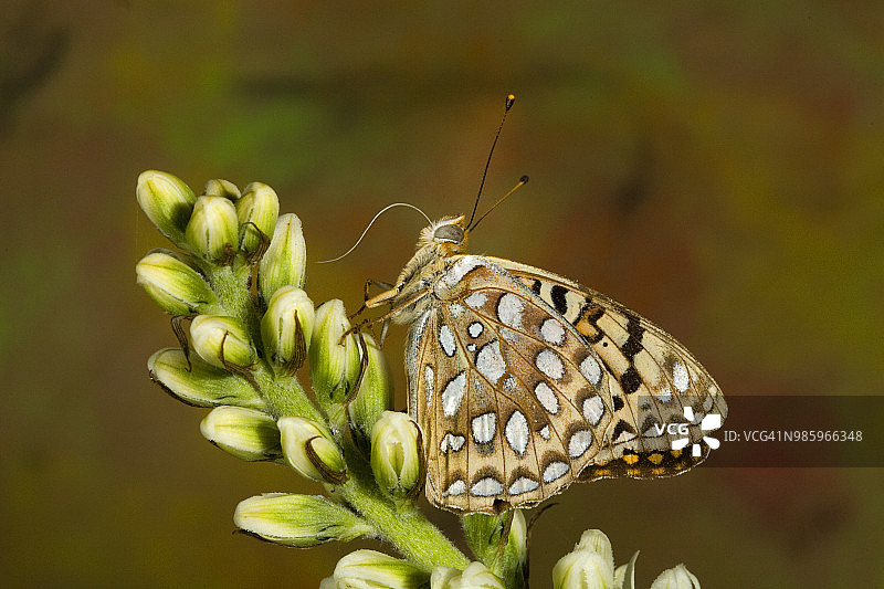 在俄勒冈州，一只安静的蝴蝶正在吃山上野花的花蜜图片素材