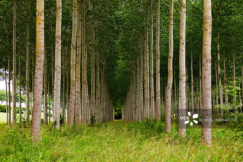 法国一排一排的白杨林图片素材