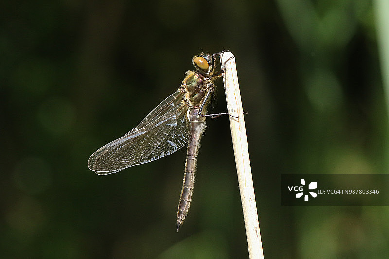 一只令人惊叹的罕见新出现的翡翠绒蜻蜓(Cordulia aenea)栖息在芦苇上。图片素材