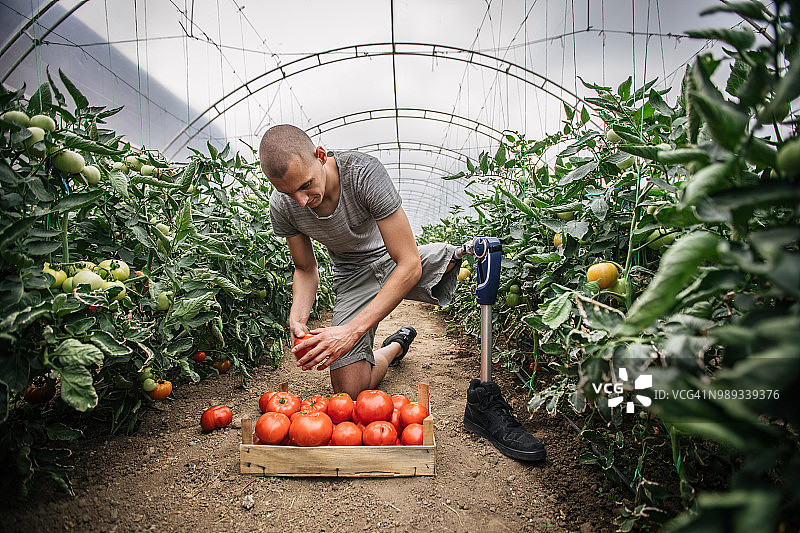 年轻农民摘番茄图片素材
