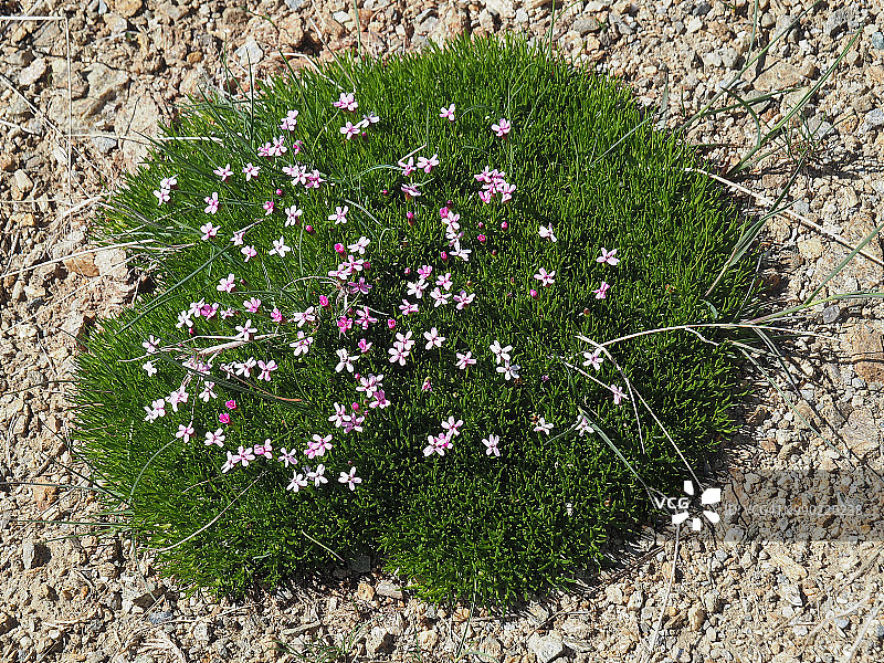 在Formazza山谷开花的Silene acaulis (Moss Campion)图片素材