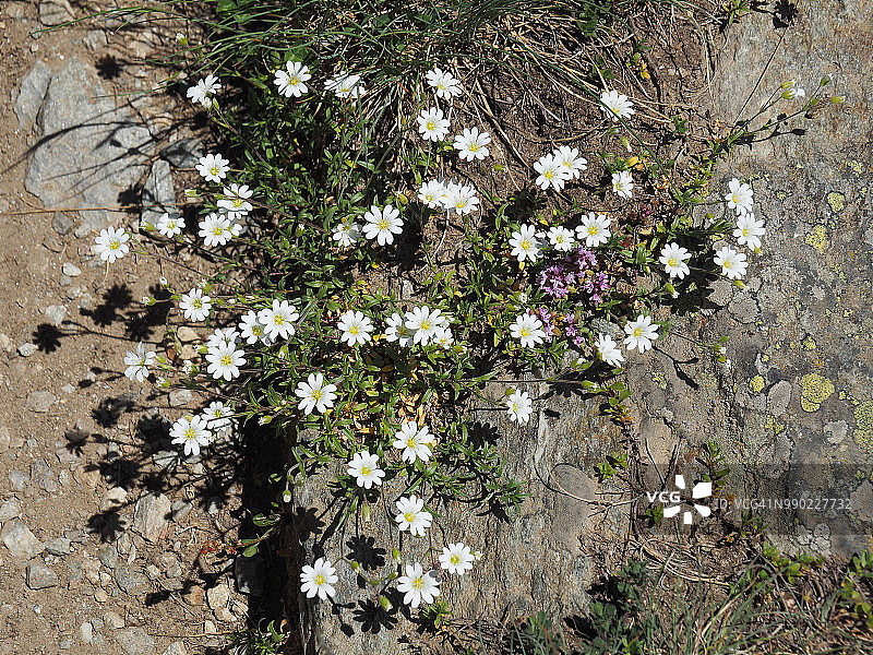 在Formazza山谷开花的野鼠耳或野山雀(Cerastium Arvense图片素材