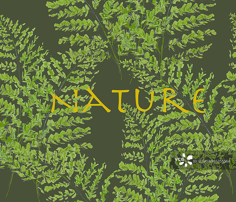羽毛蕨林地中的自然排版图片素材