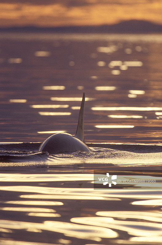 美国华盛顿州圣胡安岛附近，日落时海面上的虎鲸(虎鲸)图片素材
