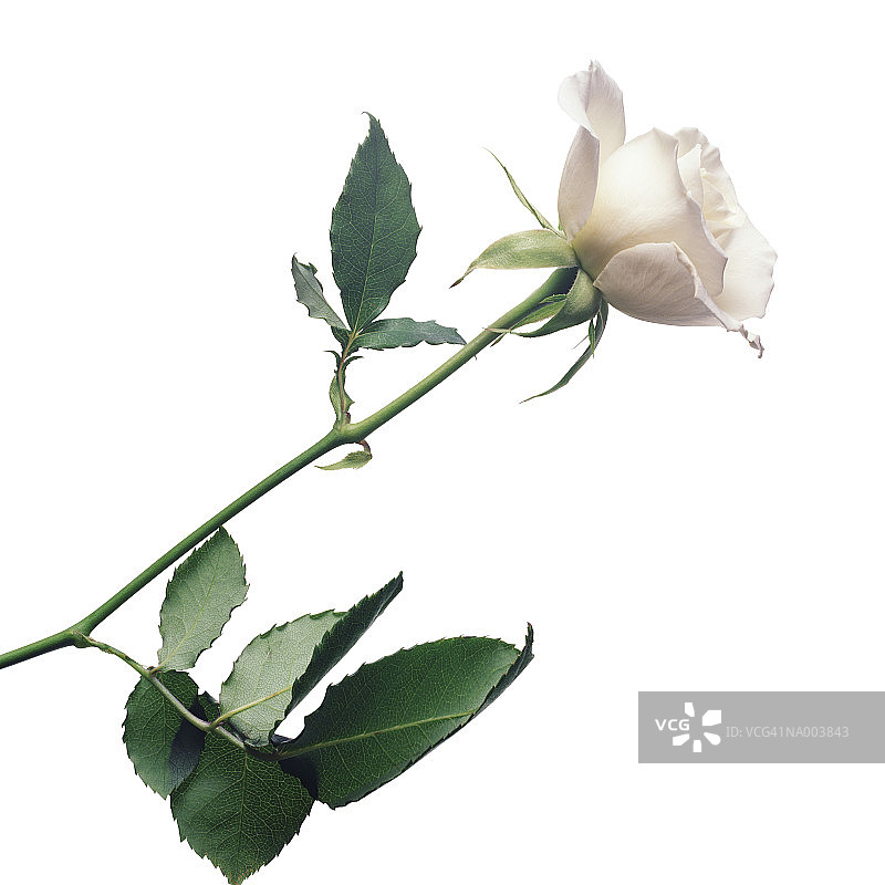 白玫瑰图片素材