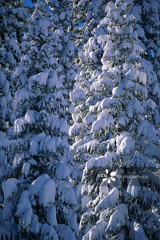 松树上覆盖着积雪图片素材