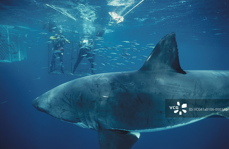 潜水员在大白鲨附近图片素材