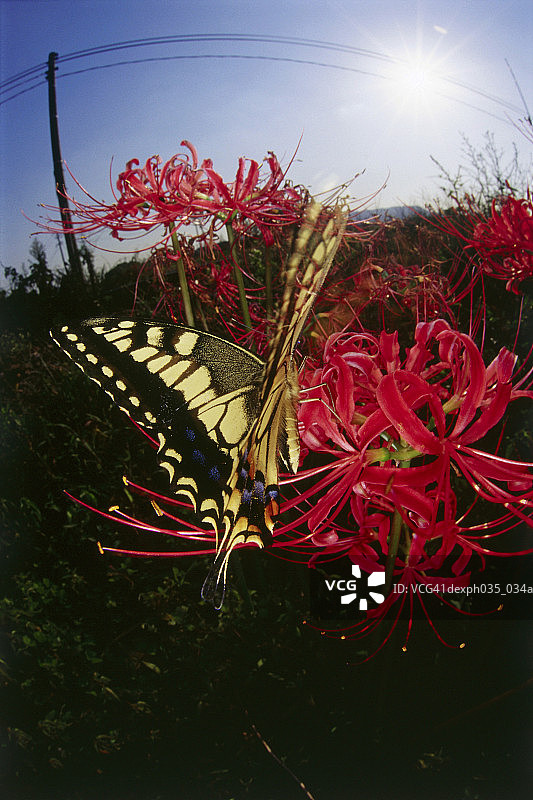 蝴蝶在花上的特写图片素材