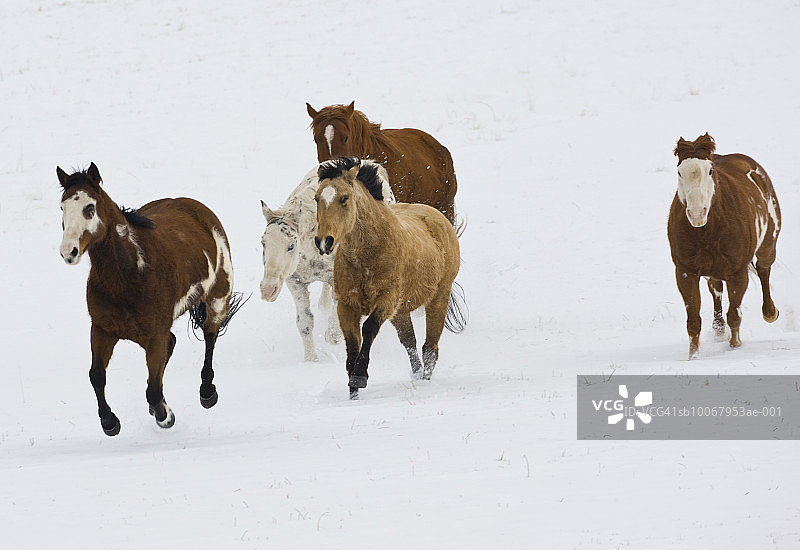 马在雪地里奔跑图片素材