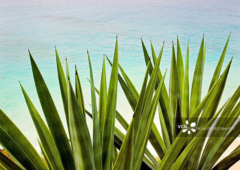 加勒比海，西印度群岛，安圭拉岛，海滩上的热带植物，特写图片素材
