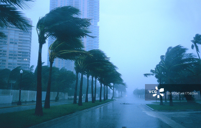 一棵棕榈树在暴风雨中摇摆的钨制照片图片素材