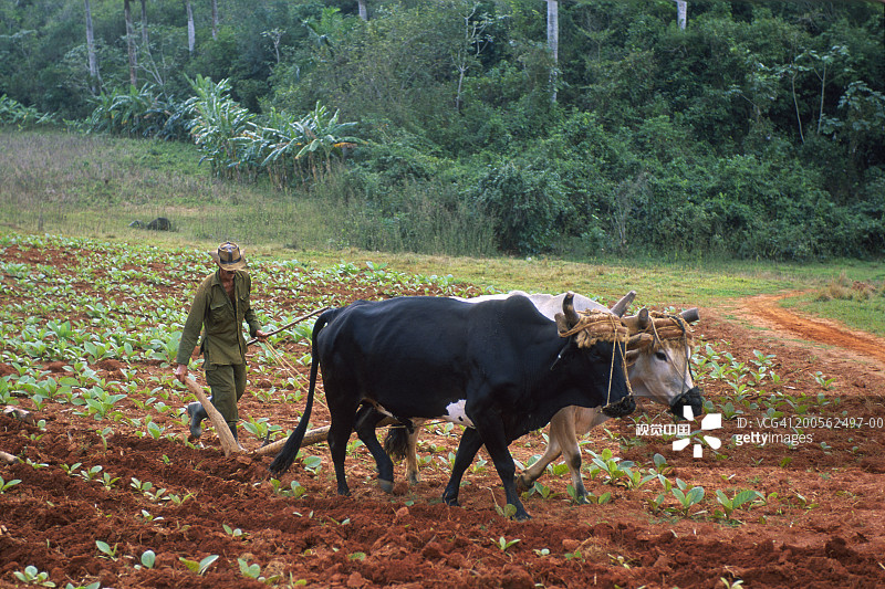 古巴，比纳尔斯谷，人们用牛耕地图片素材