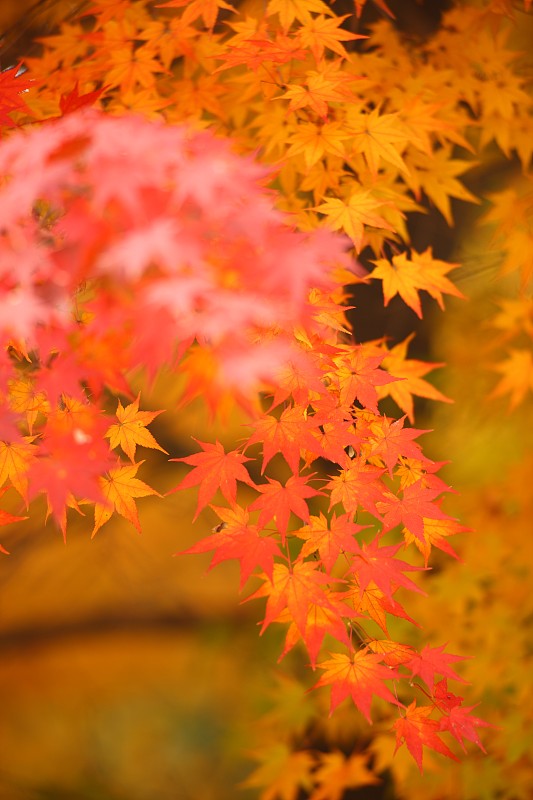 户外景观,秋天图片素材