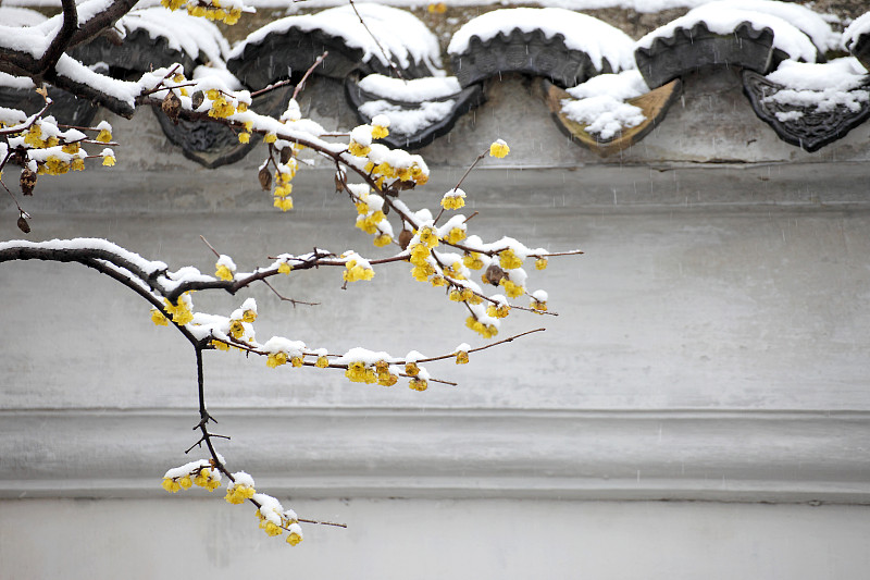 冬雪下的苏州园林 网师园腊梅花图片素材