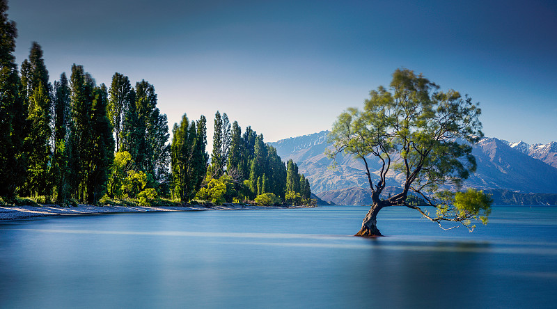 新西兰瓦纳卡湖瓦纳卡的孤独树。图片下载