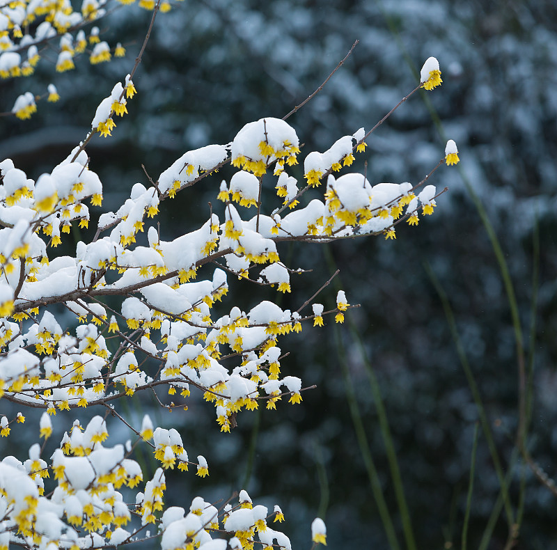 雪中的梅花图片下载