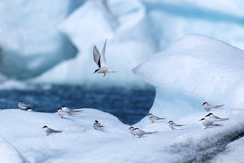 飞行迁徙冠军--北极燕鸥图片下载
