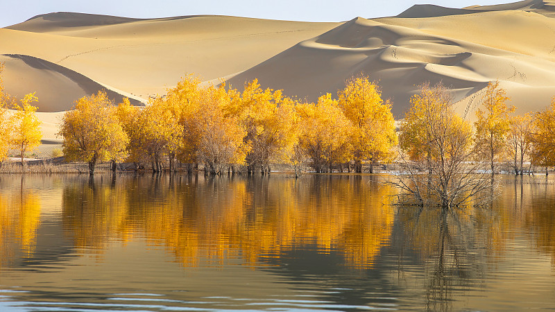 新疆塔克拉玛干沙漠胡杨图片素材