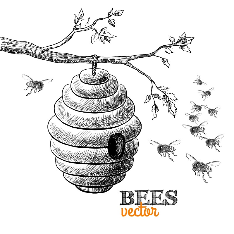 蜜蜂蜂巢简笔画图片