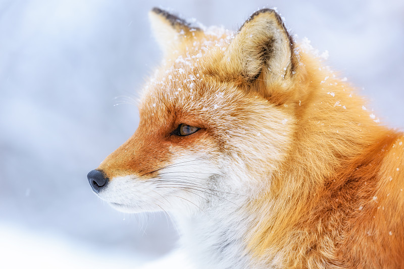 雪季里的狐狸图片素材