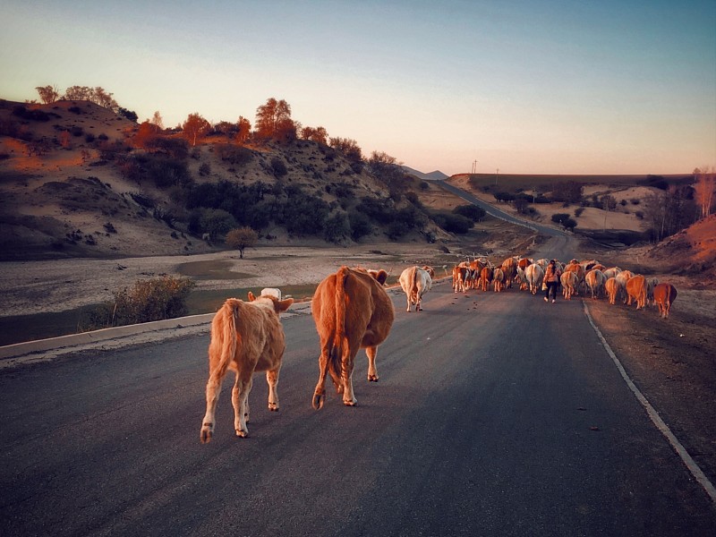 日落时分在公路上放牧的人图片素材