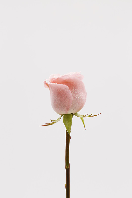 一支粉红色玫瑰图片下载