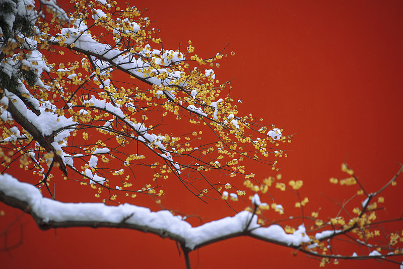 冬季红墙腊梅图片素材