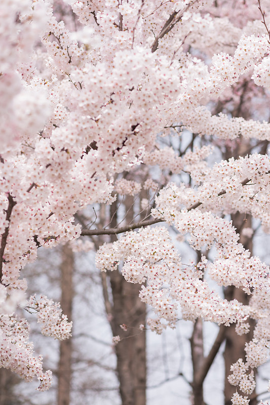 盛开的日本樱花图片下载