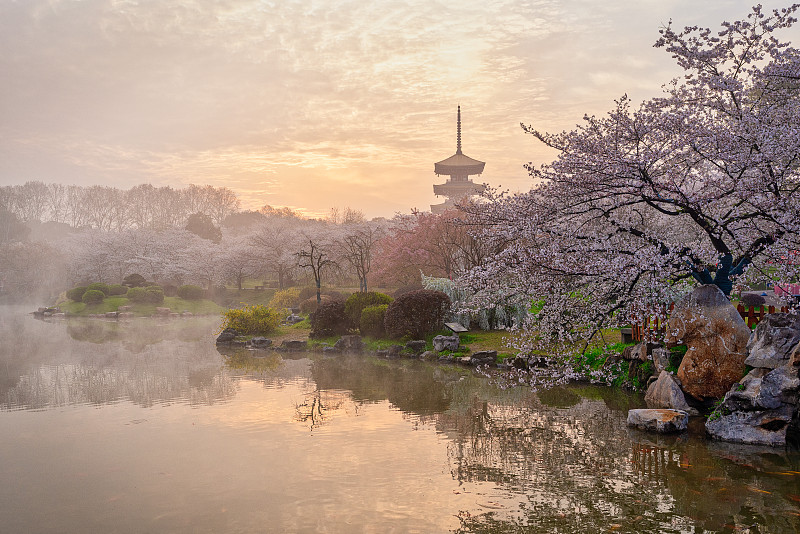 樱花季的武汉樱园风光图片下载