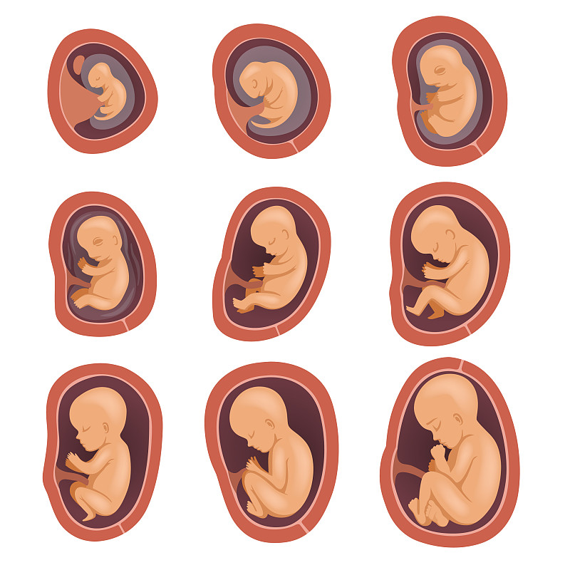 整个孕期的过程图片图片