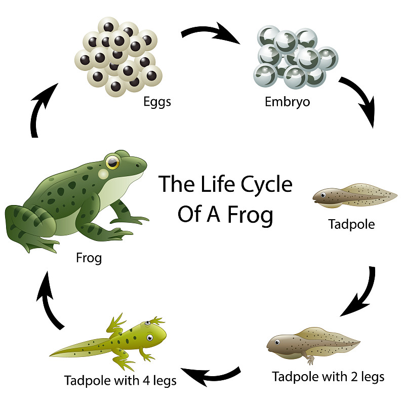 青蛙的生长过程 分解图片