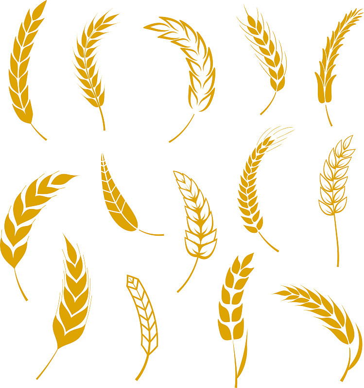 一套简单的小麦穗图标和谷物设计图片素材