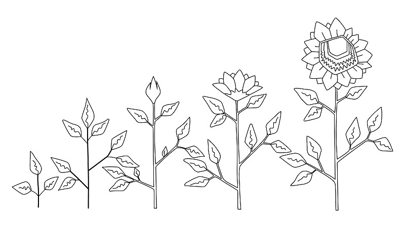 植物的变化过程简笔画图片