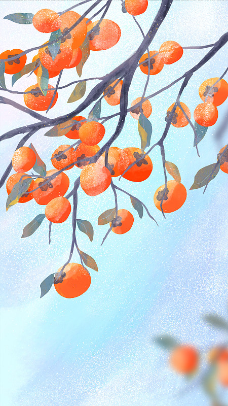 秋天枝头挂满柿子的柿子树霜降节气手绘插画下载