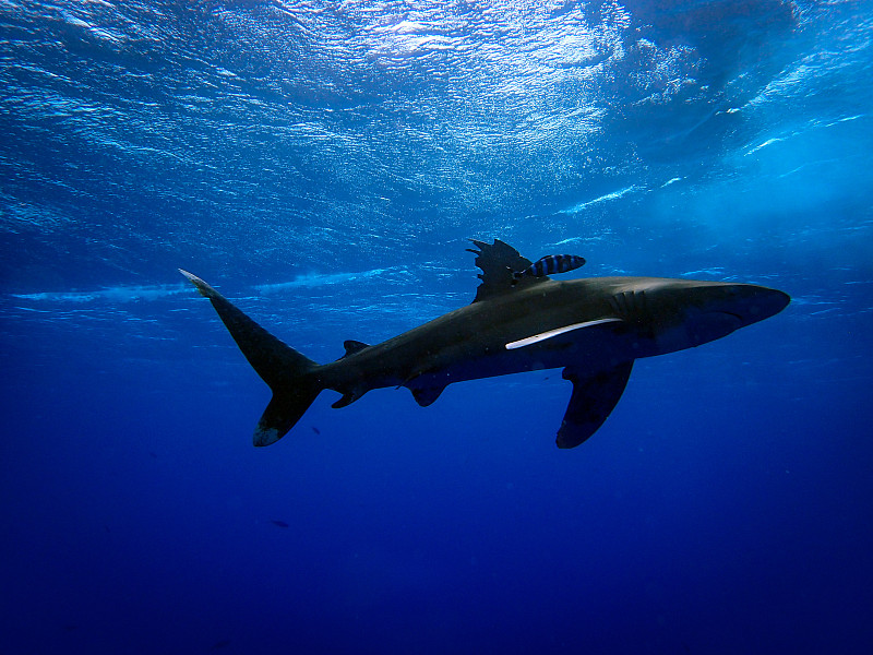 低视角拍摄水下鲨鱼图片下载