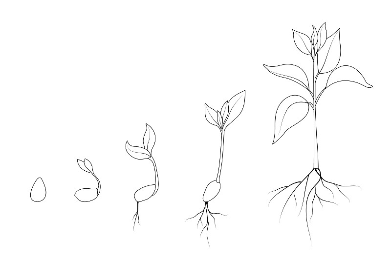 种子的成长简笔画图片