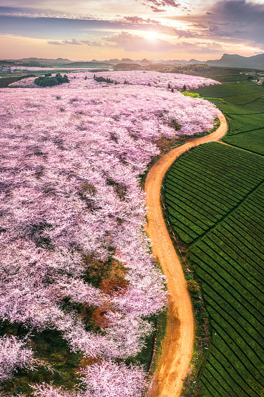 贵州省贵阳市的樱花园图片素材