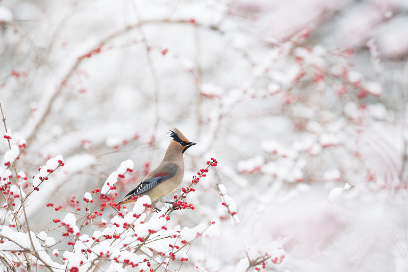 小太平鸟傲雪而立图片下载