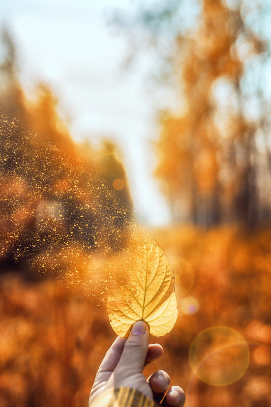 拿起秋天的落叶随风飘散图片下载