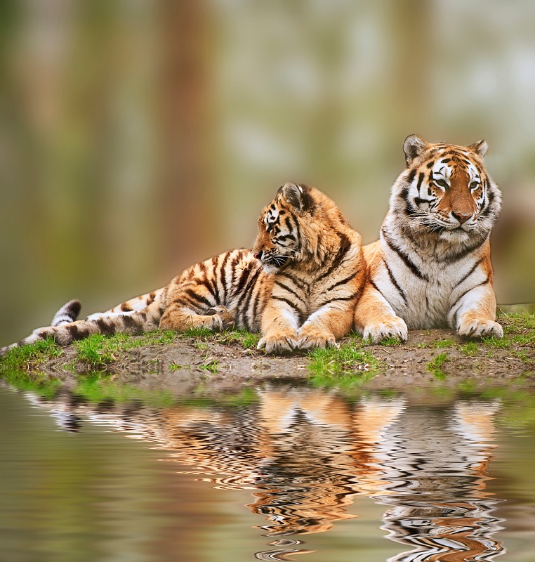 美丽的母老虎放松在草山上与幼崽倒影在水中图片下载