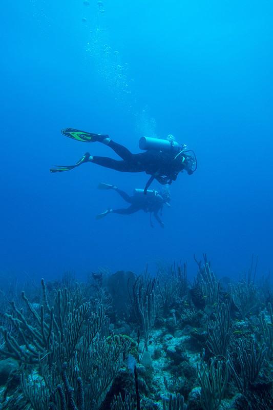 潜水员从海底的珊瑚上方经过图片下载