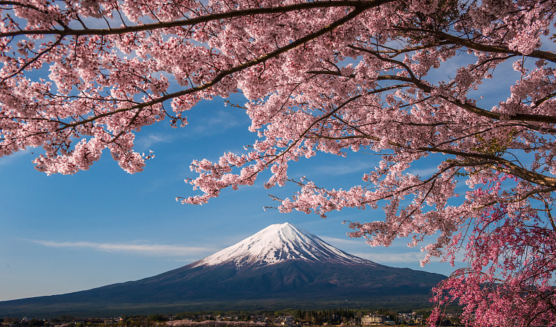 富士和樱花图片下载