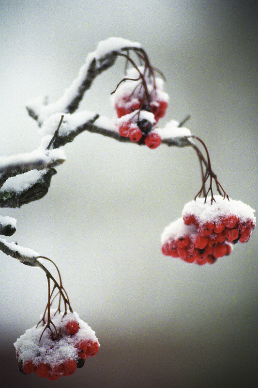 白雪覆盖的Rowanberries图片下载