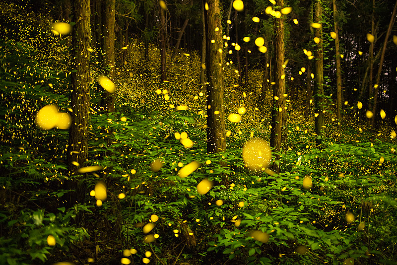 萤火虫在日本森林中发光，展示生物发光的自然奇观图片下载