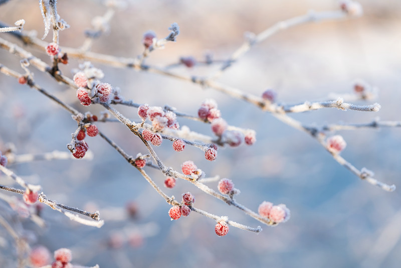 浆果和树枝上结霜图片素材